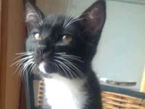 Gato raça Indefinida idade 2 a 6 meses nome Merlin