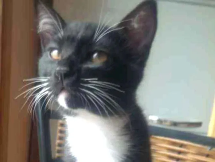 Gato ra a Indefinida idade 2 a 6 meses nome Merlin