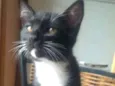 Merlin