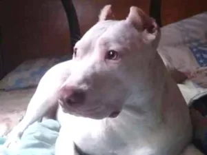 Cachorro raça Pitibul idade 2 anos nome Nina