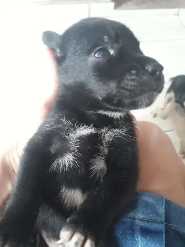 Cachorro ra a mestiços idade Abaixo de 2 meses nome Cachorro