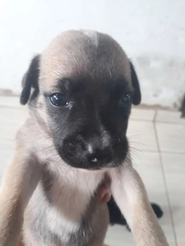 Cachorro ra a mestiços idade Abaixo de 2 meses nome Cachorro