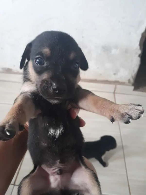 Cachorro ra a mestiços idade Abaixo de 2 meses nome Cachorro