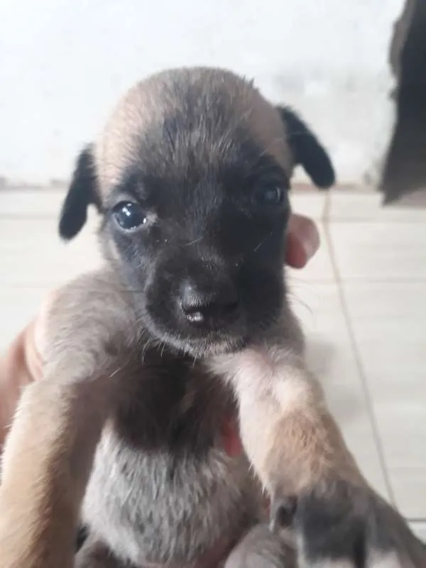 Cachorro ra a mestiços idade Abaixo de 2 meses nome Cachorro