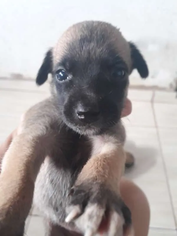 Cachorro ra a mestiços idade Abaixo de 2 meses nome Cachorro