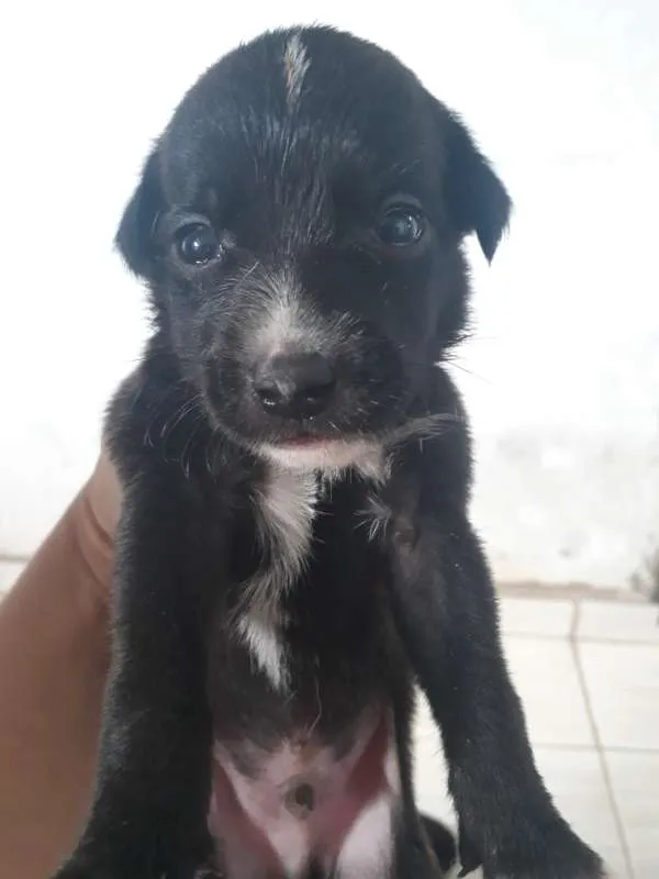 Cachorro ra a mestiços idade Abaixo de 2 meses nome Cachorro