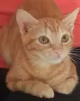 GERMANO GATO