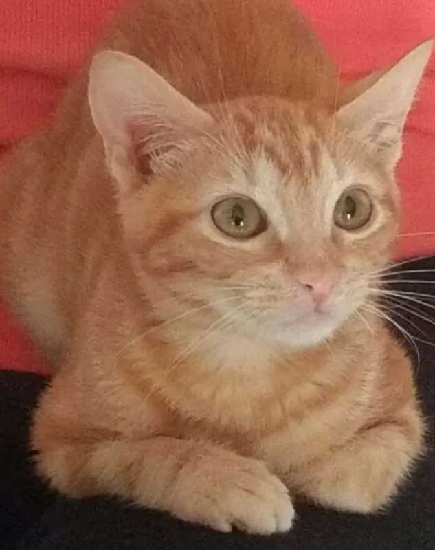 Gato ra a SRD idade 2 a 6 meses nome GERMANO GATO