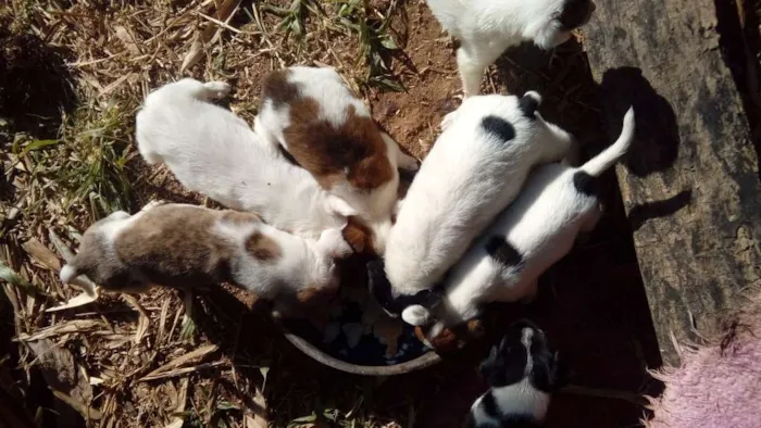 Cachorro ra a Mestiços  idade Abaixo de 2 meses nome Sem nomes