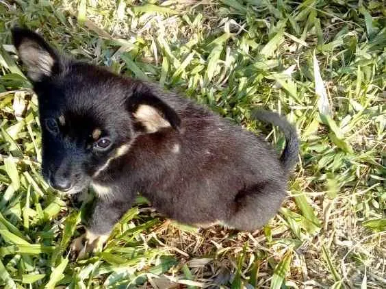 Cachorro ra a Mestiços  idade Abaixo de 2 meses nome Sem nomes