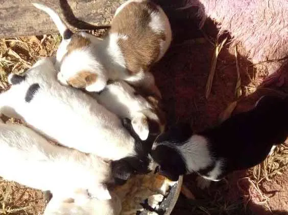 Cachorro ra a Mestiços  idade Abaixo de 2 meses nome Sem nomes