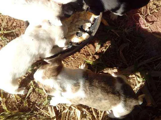 Cachorro ra a Mestiços  idade Abaixo de 2 meses nome Sem nomes