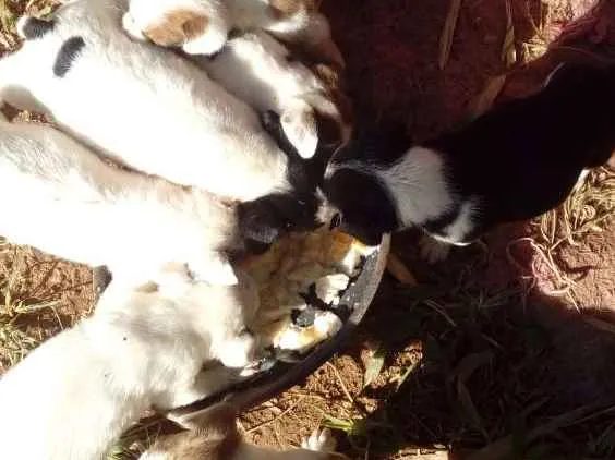 Cachorro ra a Mestiços  idade Abaixo de 2 meses nome Sem nomes