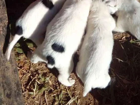 Cachorro ra a Mestiços  idade Abaixo de 2 meses nome Sem nomes