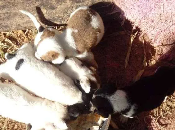 Cachorro ra a Mestiços  idade Abaixo de 2 meses nome Sem nomes