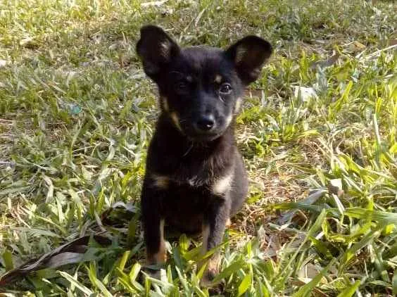 Cachorro ra a Mestiços  idade Abaixo de 2 meses nome Sem nomes