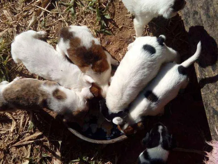 Cachorro ra a Mestiços  idade Abaixo de 2 meses nome Sem nomes