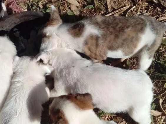 Cachorro ra a Mestiços  idade Abaixo de 2 meses nome Sem nomes