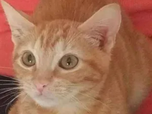 Gato raça SRD idade 2 a 6 meses nome GERMANO GATO