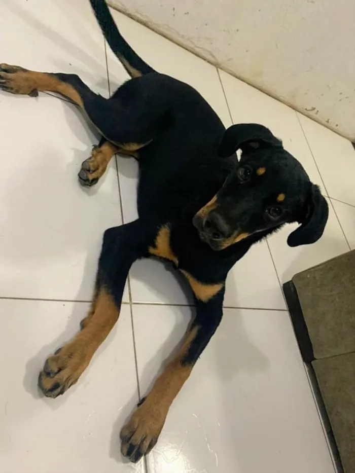 Cachorro raça Vira-lata  idade 2 a 6 meses nome Megan