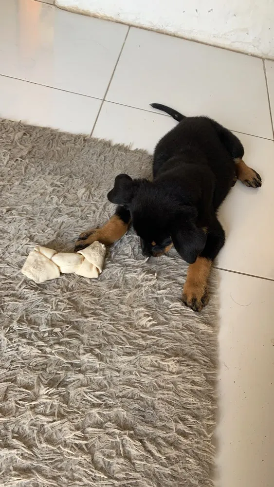 Cachorro raça Vira-lata  idade 2 a 6 meses nome Megan