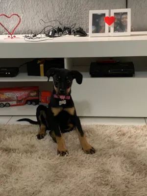 Cachorro raça Vira-lata  idade 2 a 6 meses nome Megan