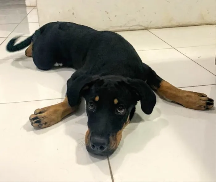 Cachorro raça Vira-lata  idade 2 a 6 meses nome Megan