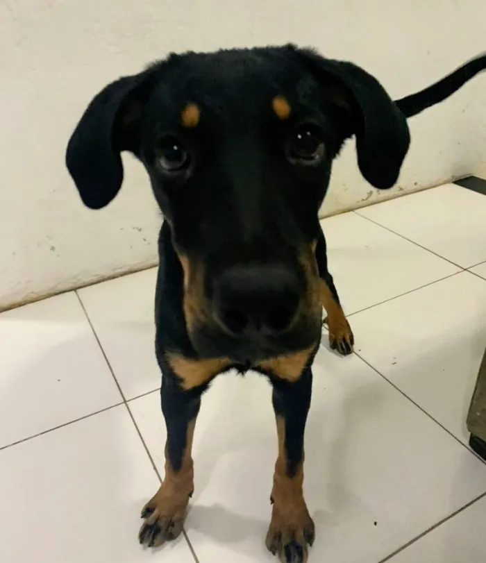Cachorro raça Vira-lata  idade 2 a 6 meses nome Megan