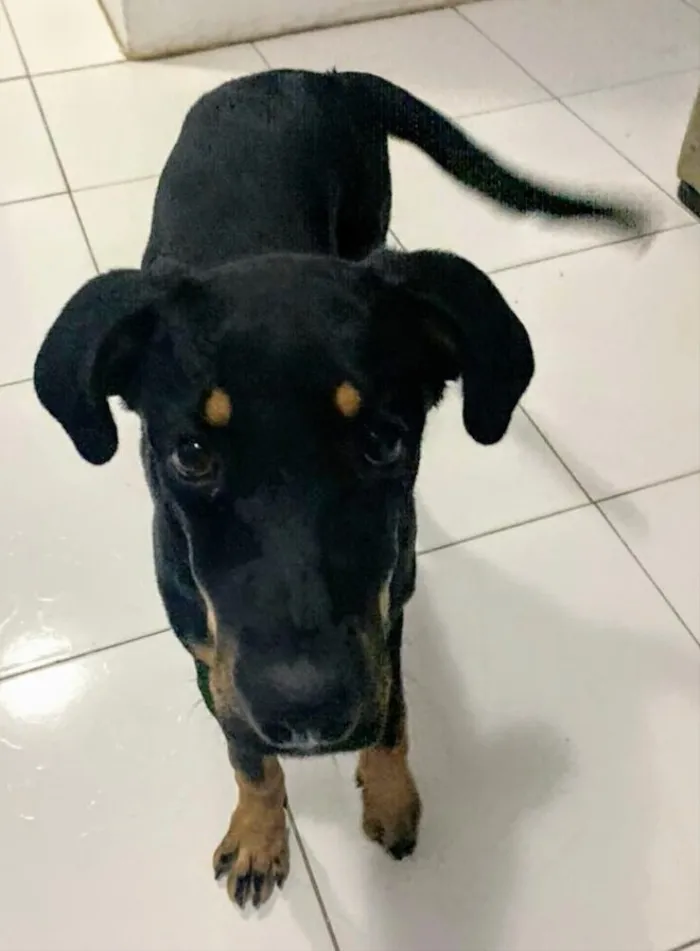 Cachorro raça Vira-lata  idade 2 a 6 meses nome Megan