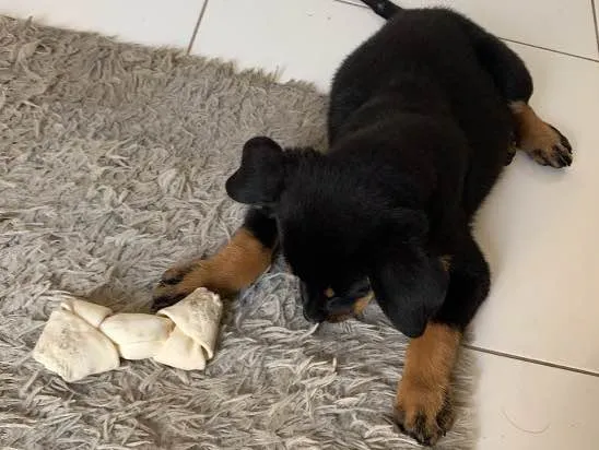 Cachorro raça Vira-lata  idade 2 a 6 meses nome Megan