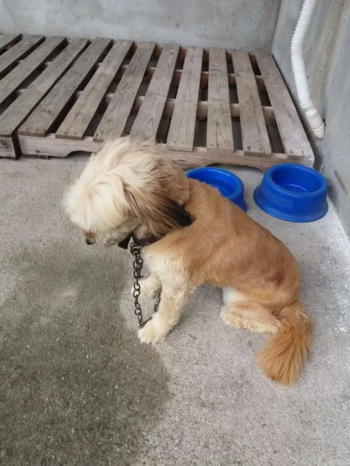 Cachorro ra a Pequenina idade 2 anos nome Alice