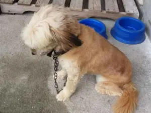 Cachorro raça Pequenina idade 2 anos nome Alice