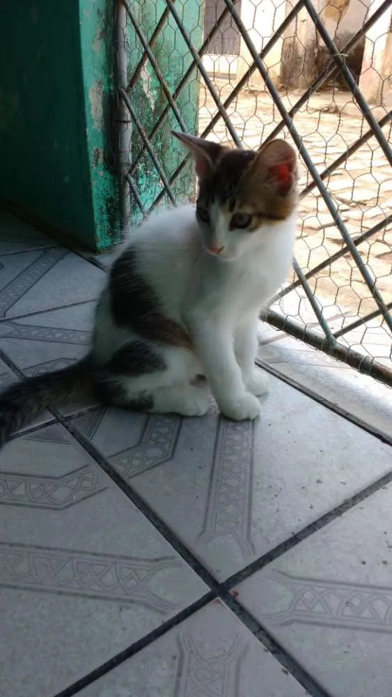 Gato raça Vira lata idade 2 a 6 meses nome Floquinho