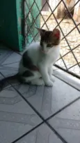 Floquinho