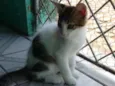 Floquinho