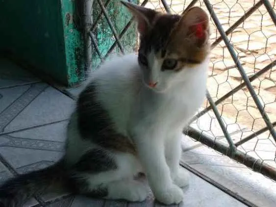 Gato raça Vira lata idade 2 a 6 meses nome Floquinho