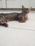 Rô rô,  Panterinha, 