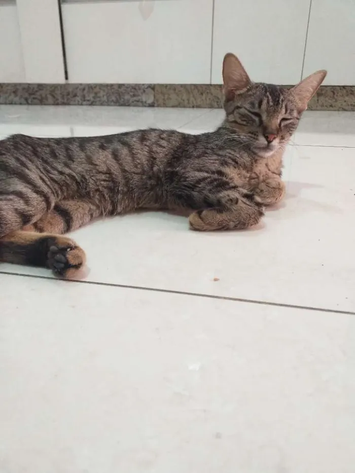 Gato raça Sem raça definida idade 7 a 11 meses nome Rô rô,  Panterinha, 