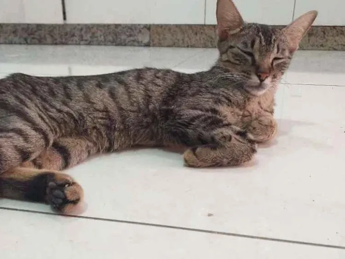 Gato raça Sem raça definida idade 7 a 11 meses nome Rô rô,  Panterinha, 