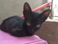 Rô rô,  Panterinha, 
