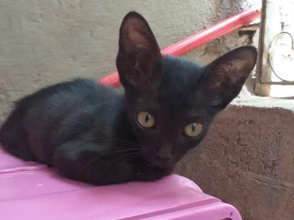 Gato raça Sem raça definida idade 7 a 11 meses nome Rô rô,  Panterinha, 
