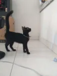 Rô rô,  Panterinha, 