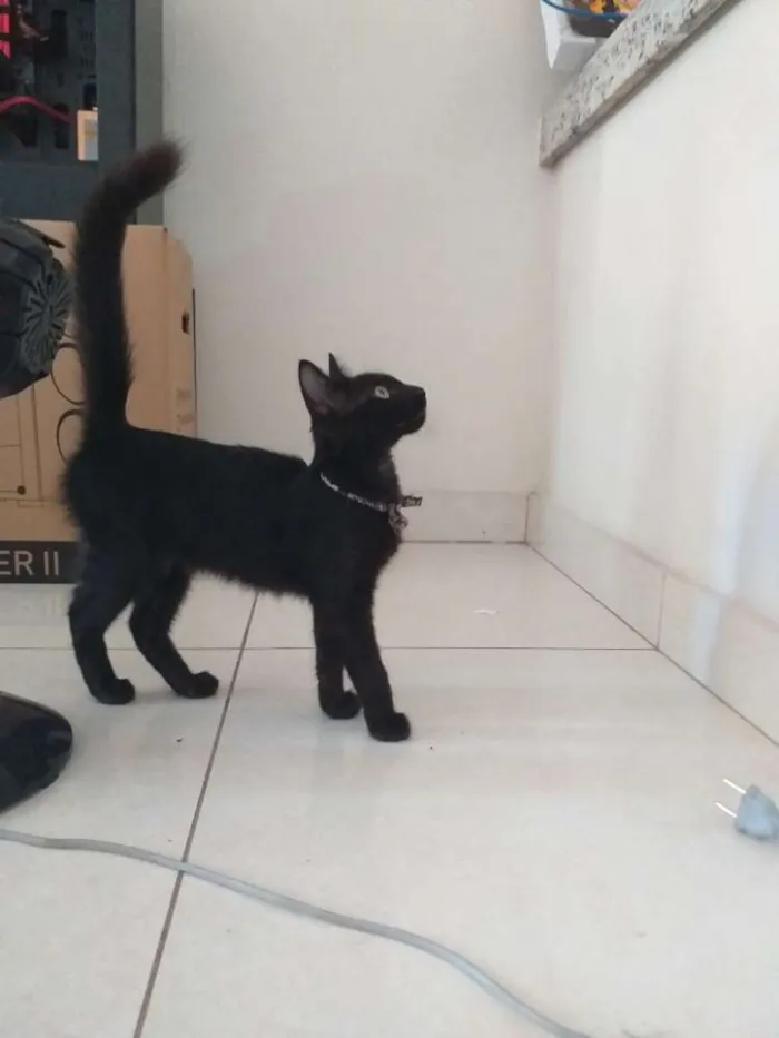 Gato raça Sem raça definida idade 7 a 11 meses nome Rô rô,  Panterinha, 