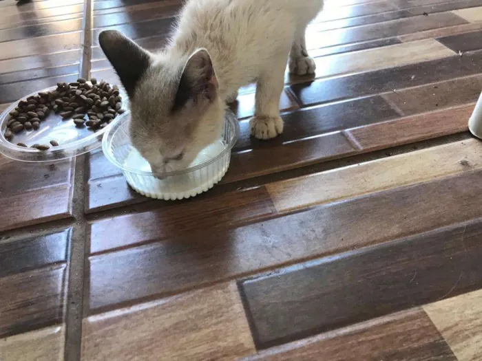 Gato ra a Siamês idade 2 a 6 meses nome Gatas