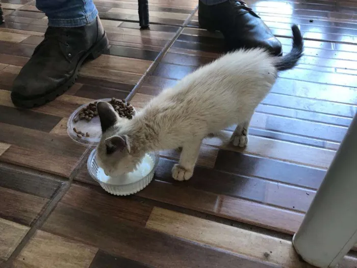 Gato ra a Siamês idade 2 a 6 meses nome Gatas