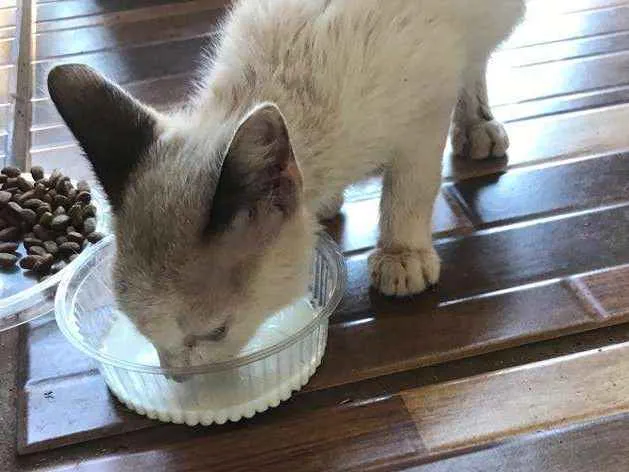 Gato ra a Siamês idade 2 a 6 meses nome Gatas