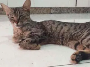 Gato raça Sem raça definida idade 7 a 11 meses nome Rô rô,  Panterinha, 