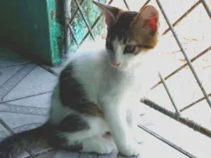 Gato raça Vira lata idade 2 a 6 meses nome Floquinho