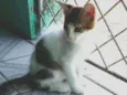 Floquinho