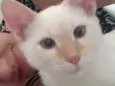 Yuki